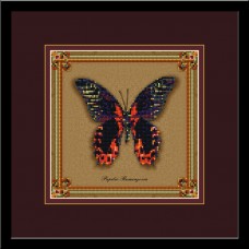 Бабочка Papilio Rumanzovia (коллекция бабочек)