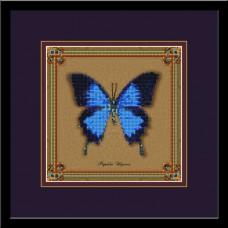 Бабочка Papilio Ulysses (коллекция бабочек)